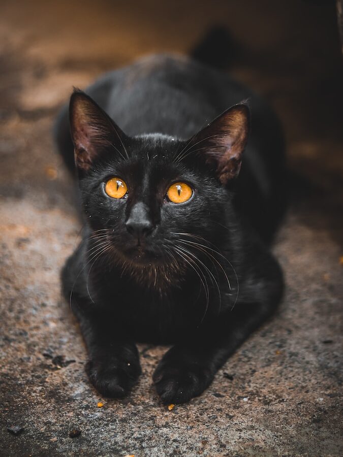 a black cat with yellow eyes laying on the ground