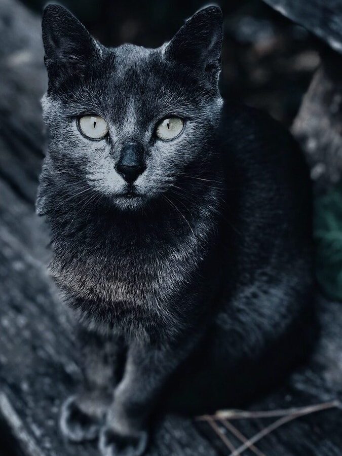 grayscale photography of cat